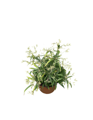 Pianta di Papiro in Vaso 24cm- Piante Da Cespuglio Online|Mondo Piante