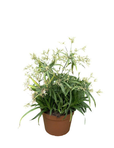 Pianta di Papiro in Vaso 24cm- Piante Da Cespuglio Online|Mondo Piante