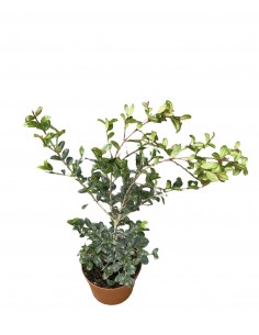 copy of Eugenia Myrtifolia... 2