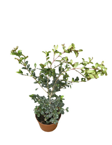 Vendita Eugenia Myrtifolia 24cm - Piante Da Cespuglio|Mondo Piante