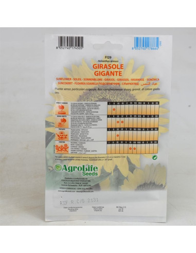 Vendita Semi di Girasole Gigante-Semi Fiori OnLine|Mondo Piante