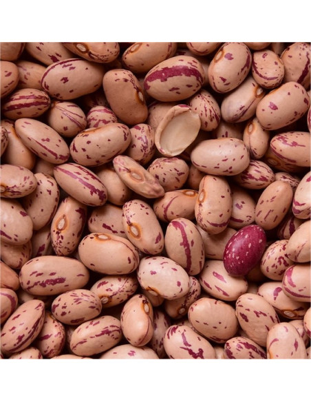 Dwarf Borlotto Tongue of Fire Seeds for Sale-Seeds Online | Mondo Piante
