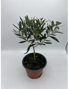Pianta di Ulivo Vaso 14cm