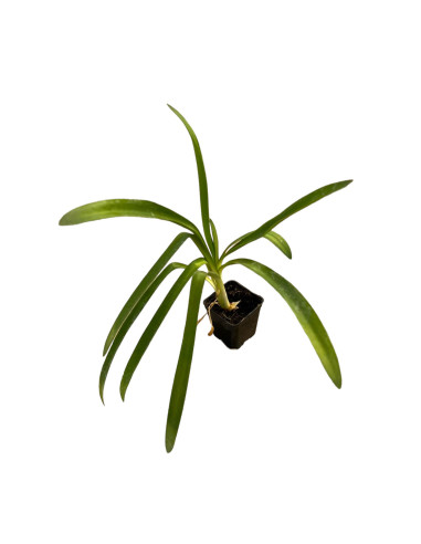 40 Piante di Agapanthus Africano Blu Vaso 7cm-Cespuglio|Mondo Piante