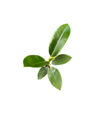 Vendita 5 Piante Ficus bengh. Audrey-Piante da Cespuglio |Mondo Piante