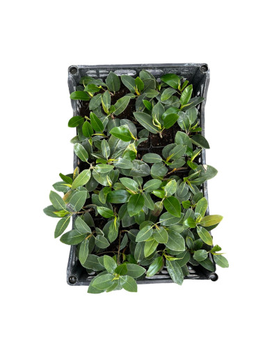 Tradescantia Plant for Sale - Bush Plants Online | Mondo Piante