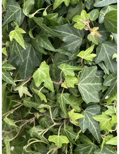 Pianta Hederina In Vaso 19cm - Piante Rampicanti | Mondo Piante