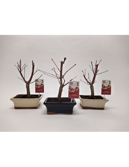 Vendita Online Bonsai di Acero Mix Colori-Bonsai OnLine|Mondo Piante