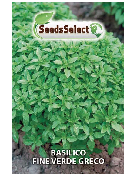 Vendita Semi di Basilico greco-Semi Piante Aromatiche|Mondo Piante