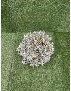 Pianta di Cerastium in Vaso... 2