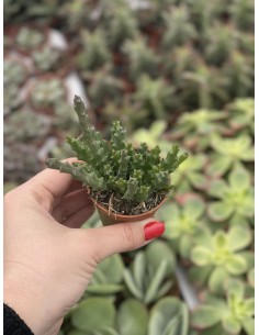 copy of Stapelia Succulent...