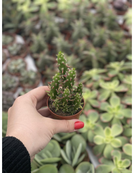 Vendita Pianta Opuntia subulata-Piante Grasse Online| Mondo Piante