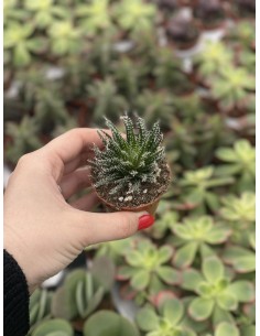 Pianta Grassa Haworthia...