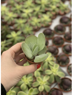 Vendita Pianta Grassa Kalanchoe Thyrsiflora | MondoPiante