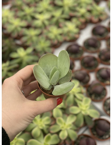 Vendita Pianta Grassa Kalanchoe Thyrsiflora | MondoPiante