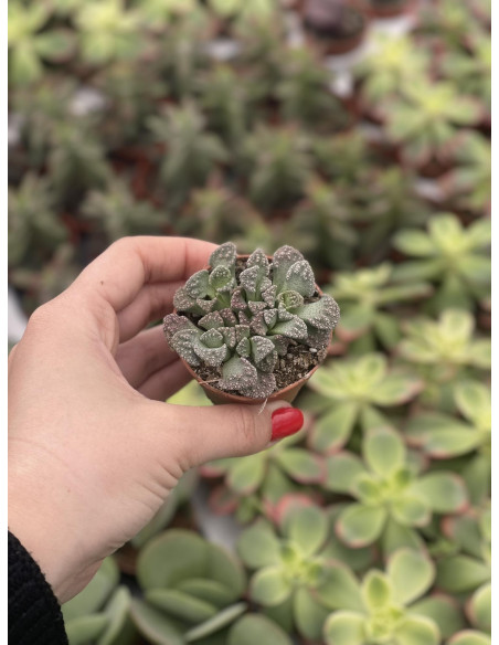 Vendita Pianta Grassa Titanopsis Calcarea-OnLine|Mondo Piante