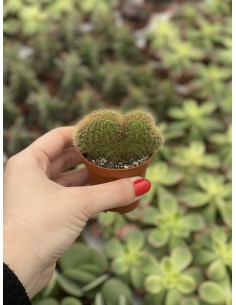 Echinocactus Grusonii...