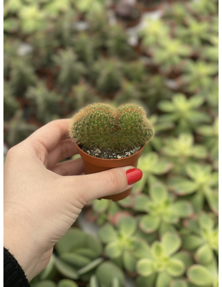 Echinocactus Grusonii Plant for Sale-Succulent Plants|Mondo Piante