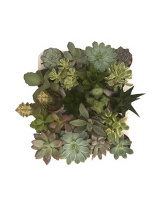 Mix 20 Piante Grasse Succulente per Bomboniere | Mondo Piante