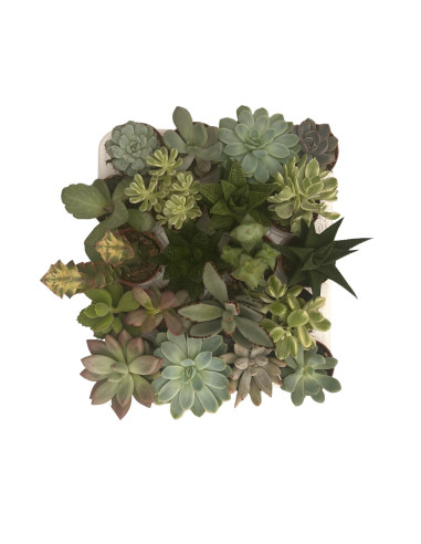 Vendita Box 20 Piante Grasse Mix | Set Succulente | MondoPiante