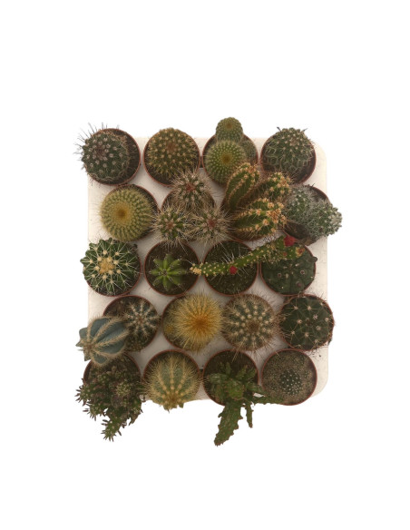 Euphorbia Tirucalli Plant for Sale-Succulent Plants|Mondo Piante