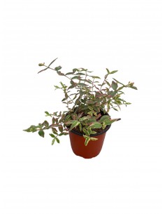 copy of Hypericum Tricolor...