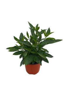Pianta di Pepino Vaso 18 cm: Vendita | Mondo Piante