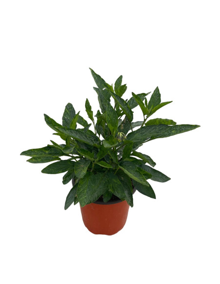 Pianta di Pepino Vaso 18 cm: Vendita | Mondo Piante