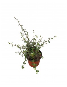 Pianta di Ceratostigma...