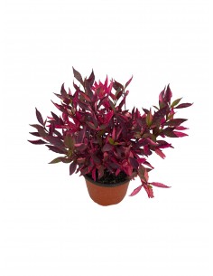 copy of Abelia Confetti Plant