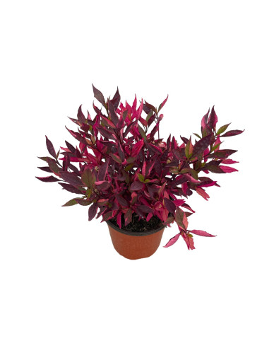 Pianta di Alternanthera in Vaso 18cm - Piante Da Cespuglio|MondoPiante