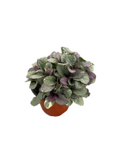Kit 5 Piante Ajuga Repens Vaso 7 cm | Mondo Piante 2