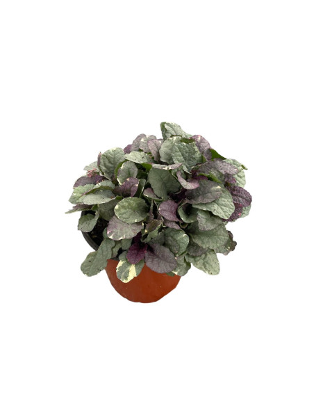 Kit 5 Piante Ajuga Repens Vaso 7 cm | Mondo Piante