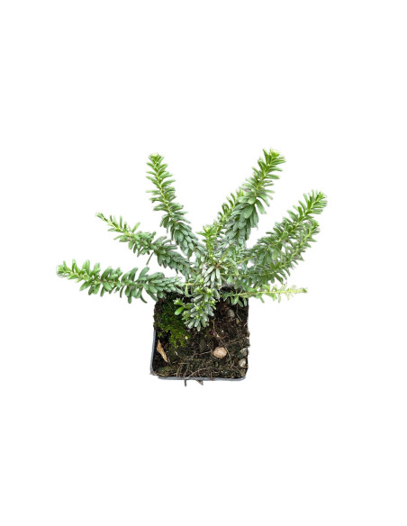 5 Piante di Grevillea Tamboritha Vaso 7cm - Pianta Online|MondoPiante