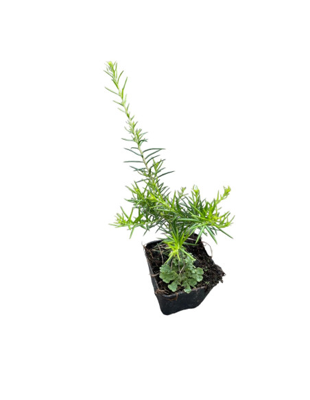 Grevillea Tamboritha Plant for Sale - Bush Plants Online | Mondo Piante