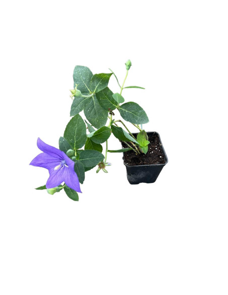 Pianta Campanula - Vendita Piante Da Cespuglio Online | Mondo Piante