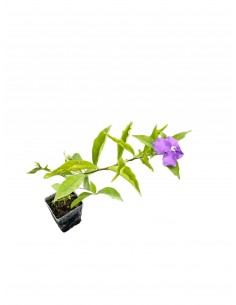 Brunfelsia , 5x Piante Vaso... 2