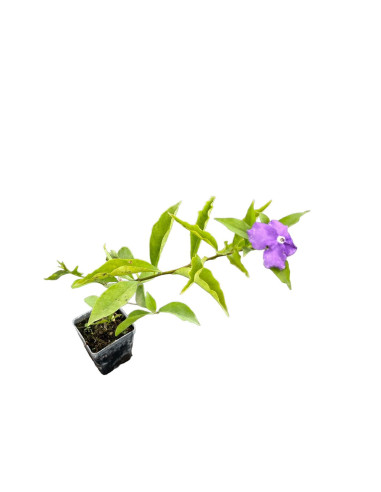 Abelia Plant for Sale - Bush Plants Online | Mondo Piante