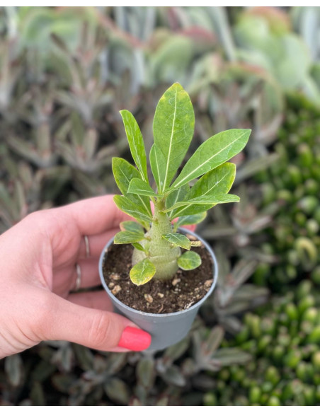 Vendita Pianta Adenium obesum-Piante Verdi Online|Mondo Piante