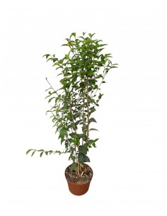copy of Privet plant