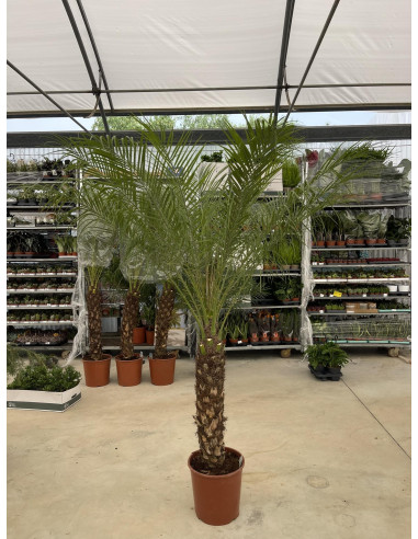 Vendita Pianta Phoenix Robellina Vaso 30-Palmizi online|Mondo Piante