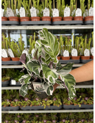 Vendita Pianta di Calathea Fusion White-Piante Verdi|Mondo Piante