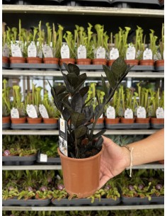 copy of Plant Zamioculcas...