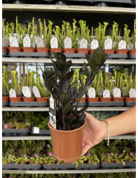 Vendita Pianta Zamioculcas Raven Nera-Piante Verdi|Mondo Piante