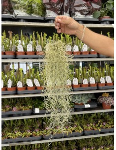Tillandsia Cyanea plant -...