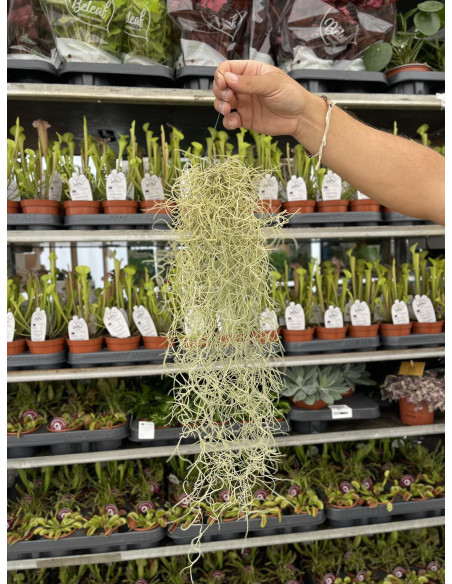 Vendita Online Pianta Tillandsia usneoides-Piante Verdi | Mondo Piante