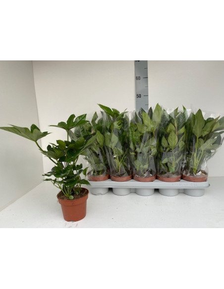 Sale of Alocasia Tree-Green Plants | World of Plants