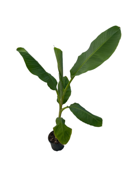Selling Northern banana tree- Fruit Trees Online| Mondo Piante
