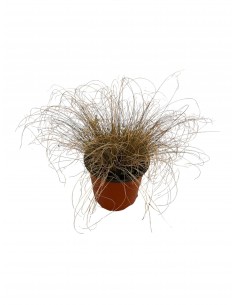 Pianta di Carex in Vaso... 2