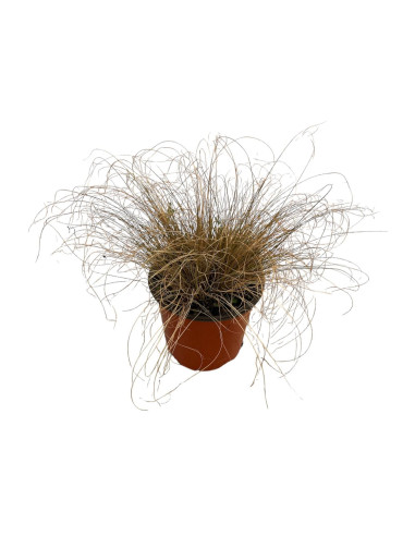 Pianta di Carex in Vaso 18cm - Piante Da Cespuglio | Mondo Piante